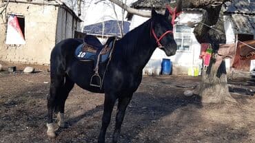 купить щенка породы хмонг: Продаю | Конь (самец) | Конный спорт — 7