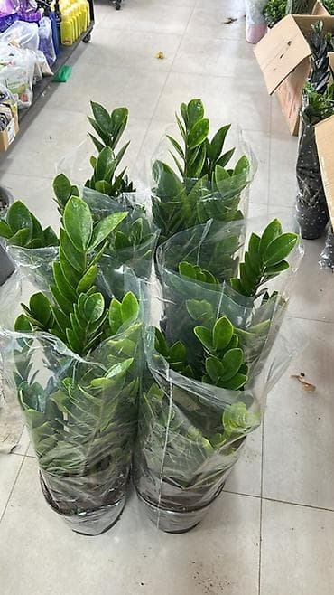 акрил листы: Замиокулькас (долларовое дерево) в горшках - Пышные кусты с плотными — 4