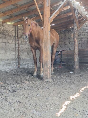 купить черную немецкую овчарку: Продаю | Кобыла (самка) | Рабочий | Мерин — 2