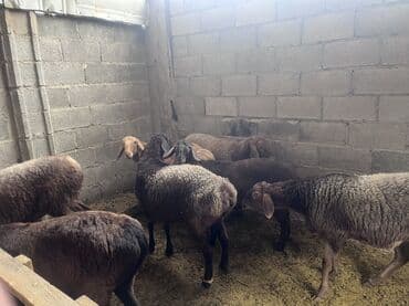 купить кошку: Продаю | Овца (самка) | На забой — 1