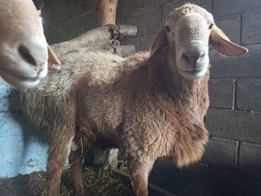 бишкектен уй сатылат: Сатам | Кочкор (эркек) | Арашан | Союуга | Ургаачы — 1