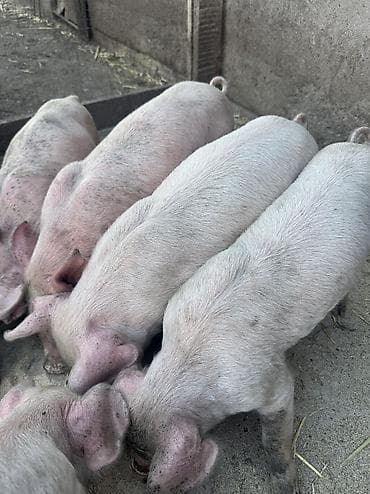 отдам даром собак в бишкеке: Продаю | Поросенок | Крупная белая | Для разведения — 1