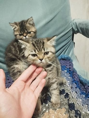 абиссинские котята: Экзотическая, 3 месяца, Девочка, Приучена к лотку — 1