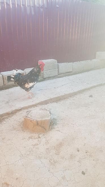 Продаю | Куры | Для разведения