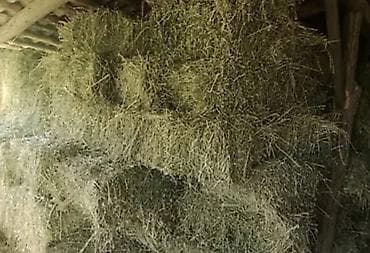 Продается тюки клевера. В наличии 150 штук.Красивые, зелёные, большие