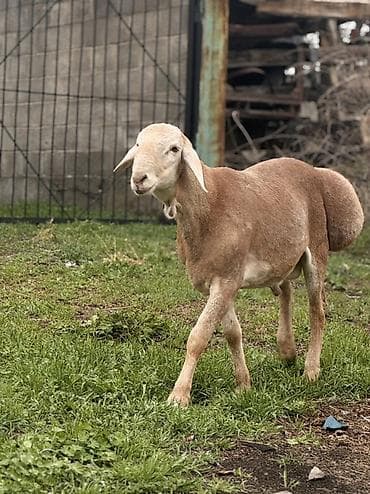 сколько стоит енот: Продаю | Баран (самец) | Арашан | Для разведения | Племенные, Осеменитель — 3