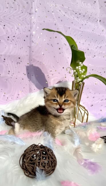 Британская короткошёрстная, 1 месяц, Мальчик, Золотая шиншилла, С прививками at lalafo.kg Британская короткошёрстная, 1 месяц, Мальчик, Золотая шиншилла, С прививками