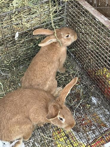 Продаю | Крольчиха (самка), Кролик самец | Калифорнийская, Серый великан, Фландр | На забой, Для разведения | Племенные