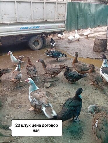 сколько стоит собака породы доберман: Мускусные утки (индоутки), партия 20 голов. - Порода: мускусные — 1