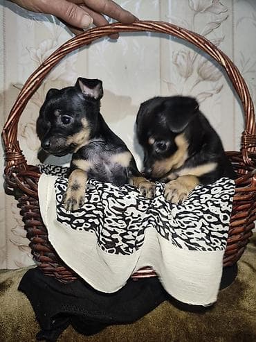 мини чихуахуа: Продаю щенков той-терьера 1,5 месяца. Готовы дарить тепло и стать — 2