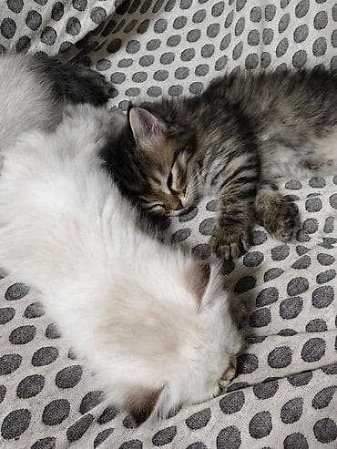 Мышыктар: Отдаю котят в добрые руки Котята домашние, от одной кошки-первокотки — 4
