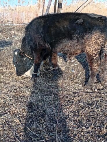 кызыл бирдик: Сатам | Бука (эркек) | Бордоп семиртүү үчүн | Байланган — 2