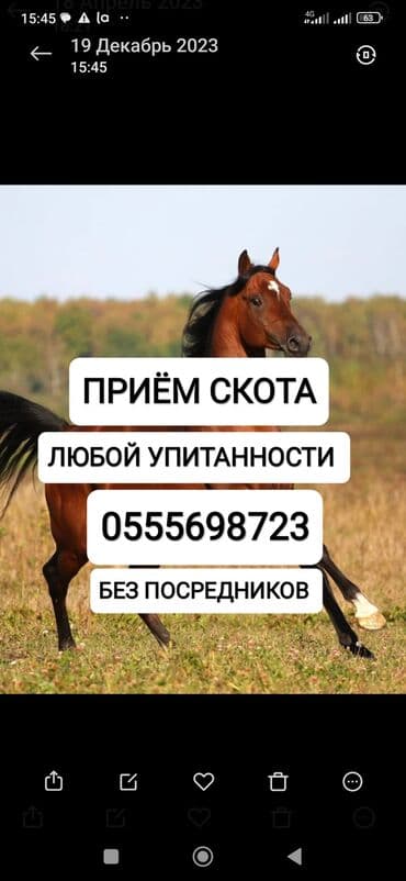 дом попугая: Куплю | Коровы, быки, Лошади, кони | Круглосуточно, Любое состояние, Забитый — 1