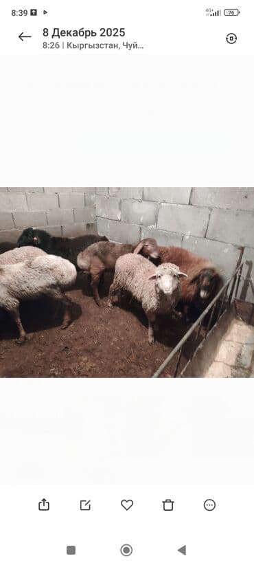 где купить кошку в бишкеке: Смиз козулар сатылат 100 Ден — 5