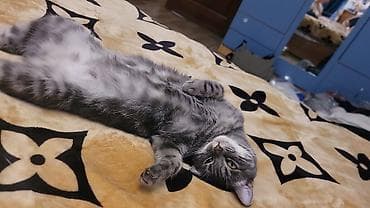 домашний животные: Кошка даром: Беспородная, 2 года, Девочка, Приучена к лотку — 4