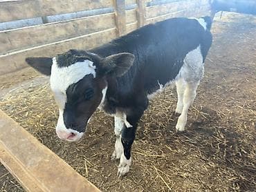 продаю корову с теленком: Продаю | Музоо, торпок | Голштин | На откорм | Искусственник — 1