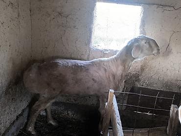 сколько стоят кролики домашние: Продаю | Баран (самец) | Для разведения | Осеменитель — 5