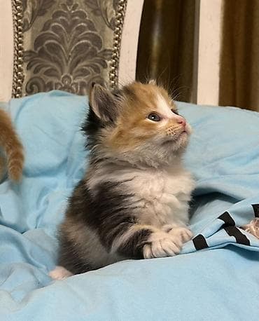 Үй жаныбарлары үчүн товарлар: Токой, 1 айлык, Эркек, Кызгыл сары — 10