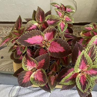 Женское счастье (Спатифиллюм): Колеус декоративнолистный (пестролистный сорт с розово‑бордовым — 2