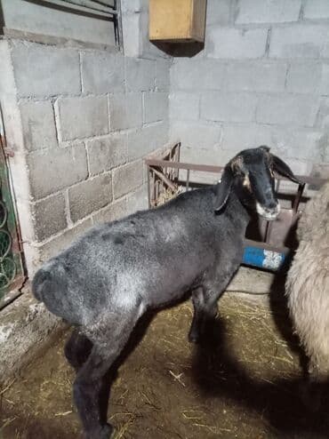 Услуги ветеринара: Продаю | Овца (самка) | На забой | Матка — 1