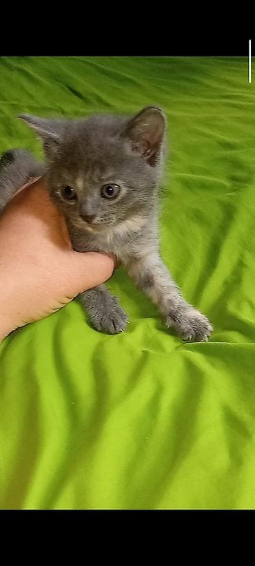 кошки на обувь: Кошка даром: Британская короткошёрстная, 2 месяца, Девочка, Метис, Приучена к лотку, Проглистована — 2