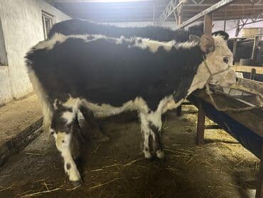 Аквариумдар: Сатам | Музоо | Көбөйтүү үчүн | Байланган — 2