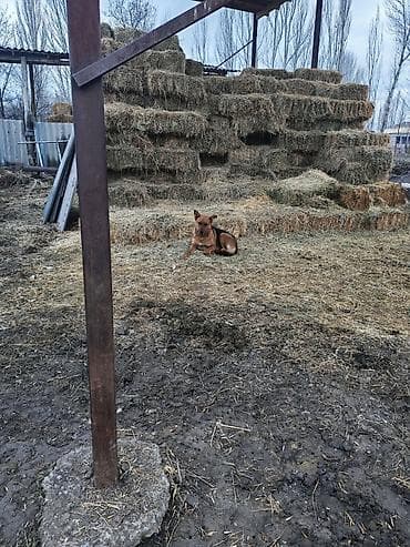 козы кант: Собака рабочий — 1