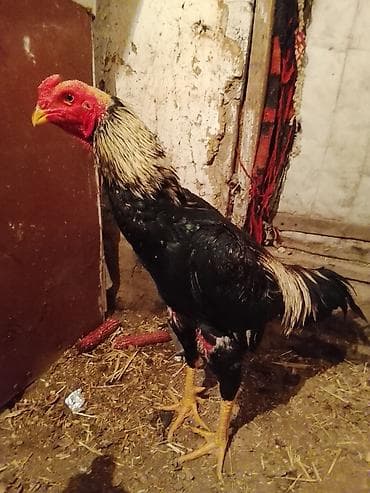 Иттер: Сатам | Короздор | Тебиштирүүчү | Тебиштирүү үчүн — 5