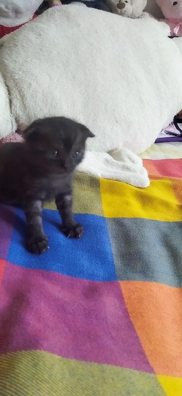 свинкс кот: Продам котят !!! порода - скотиш фолд котята чистокровные, все — 3
