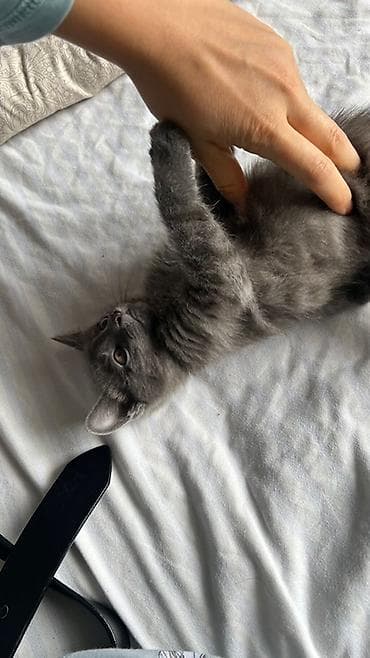 Үй жаныбарлары: Орус көгүлтүр, 2 айлык, Ургаачы, Боз, Аргын — 2