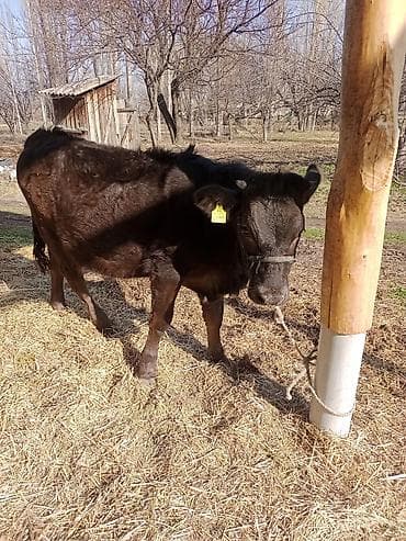 Ветеринар кызматы: Сатам | Кунаажын | Алатоолук | Көбөйтүү үчүн, Сүт алуу үчүн | Кысыр — 4