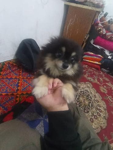 Цена договорная at lalafo.kg Цена договорная