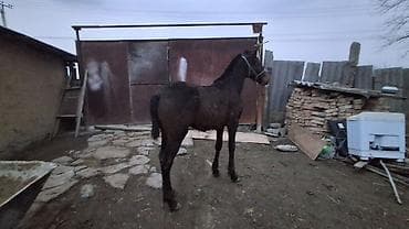 акита собака: Продаю | Жеребенок | Полукровка | Для разведения — 9