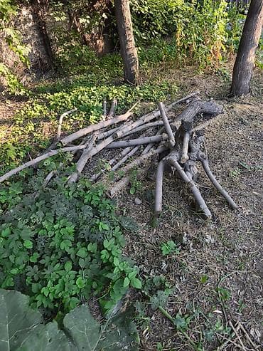 Дрова/ветки после обрезки деревьев - Порубленные стволы и толстые at lalafo.kg Дрова/ветки после обрезки деревьев - Порубленные стволы и толстые
