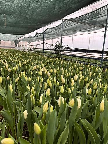 Тюльпаны тепличного выращивания — срезка и срезочные бутоны -