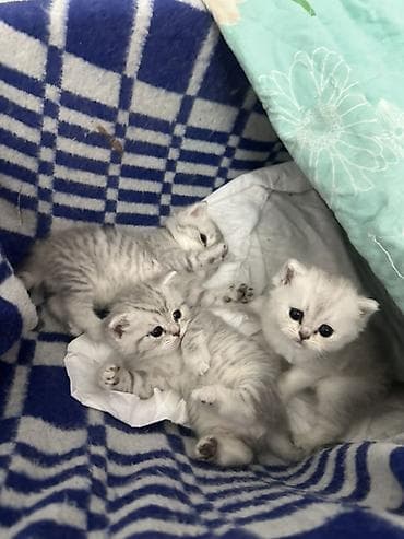 Мышыктар: Скотиш Страйт (Шотландиялык тик кулактуу), 1 айлык, Ургаачы, Күмүш өңдүү шиншилла, Лотокко барууга үйрөтүлгөн — 2