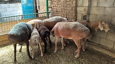 шведская корова: Продаю | Овца (самка) | Для разведения | Племенные — 4