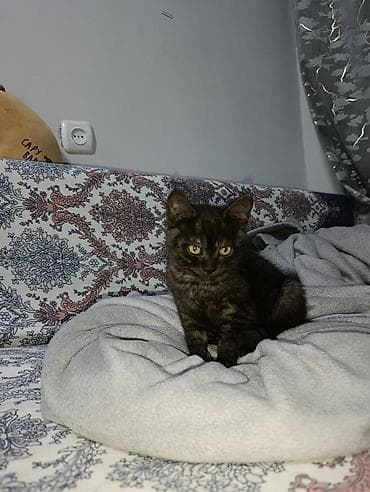 общитя: Котята домашние, короткошёрстные. Описание: - Окрас: один — 3