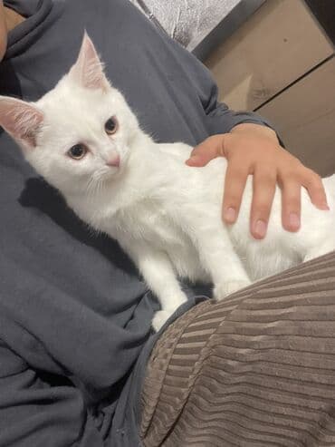 домашний кошка: 3 месяца, Мальчик, Белый, Приучена к лотку — 1