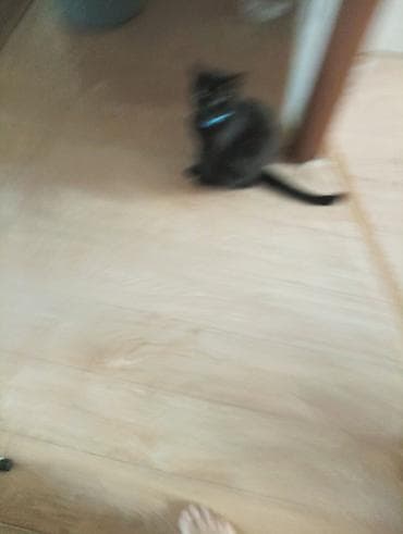 британские кошки: Отдам в хорошие руки аккуратного чёрного котёнка. Стройный, с гладкой — 1