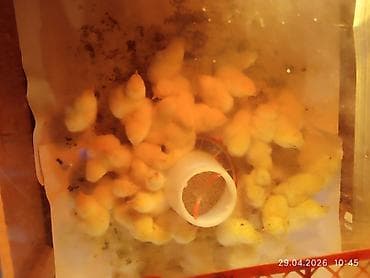 индоутята суточные цена: Продаю | Цыплята | Несушки — 3