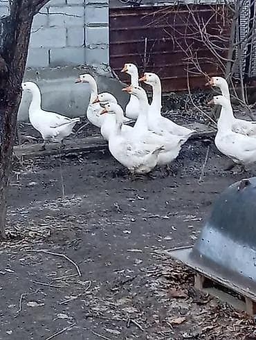 хомяк в бишкеке: Гуси домашние 
10 голов молодые — 1