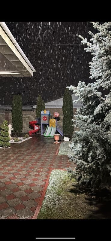 саженцы березы: Саженцы деревьев: Ели, Самовывоз — 1