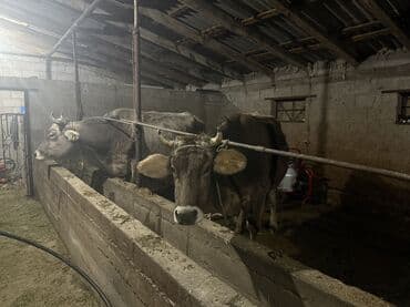 дакан сатам: Сатам | Уй (ургаачы) — 2