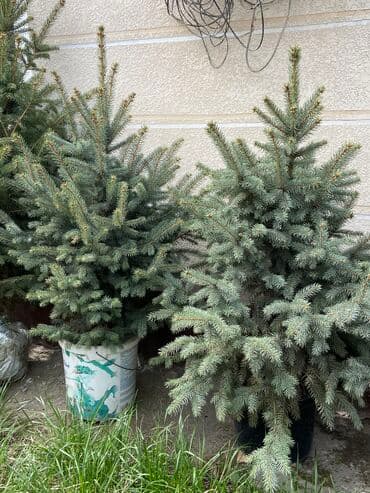 искусственные ели с белой хвоей: Продаются голубые ели 🌲 -Размеры от 40 до 140см -Цены варьируются в — 3