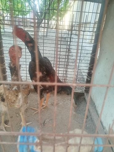 Дакан жожо короз сатылат алмашу жолдору бар домашний тооко алмашам