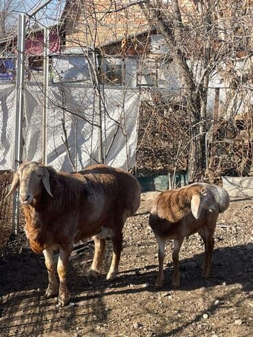 продажа кормов для сельскохозяйственных животных: Продаю | Баран (самец) | Эдильбаевская | Для разведения — 1