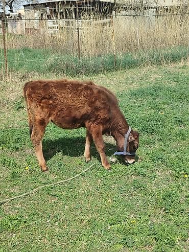 коровы галштин: Продаю | Тёлка | Для молока | Привязанные — 1
