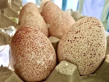 ала канат птица: Продаю яйца индюшки!!! Кавказкой -Широкогрудной породы . Свежие,сами — 1