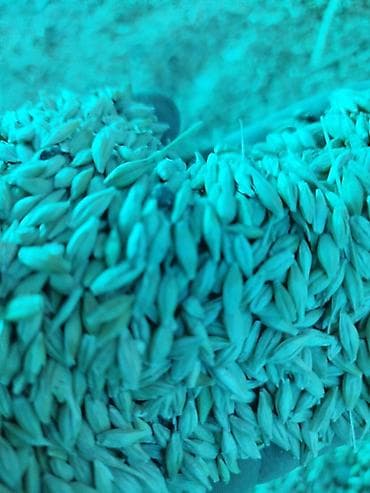 джутовый коврик: Продаю ячмень22,5 местный. для корма — 2